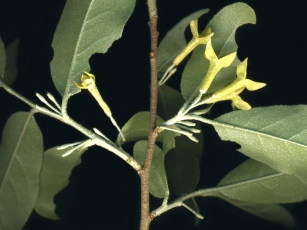 Elaeagnus umbellata 2-close