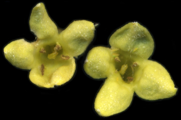 Elaeagnus umbellata flowers