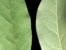 Elaeagnus umbellata leaves-close