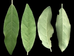 Elaeagnus umbellata leaves