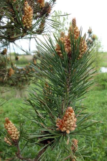 Scots pine, May 2012