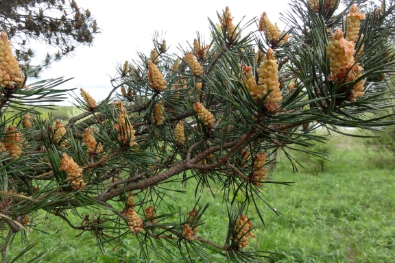 Scots pine, May 2012